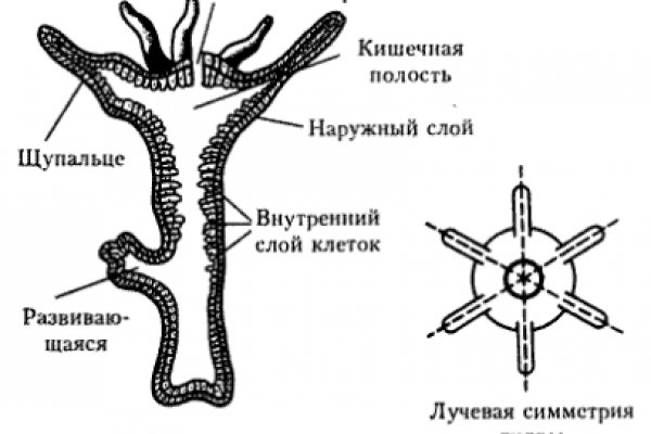 Кракен зеркало ссылка онлайн
